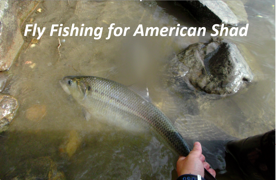 Fly Fishing for American Shad