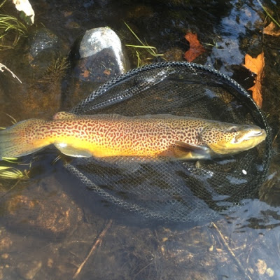 Best way to start fly fishing? Get out there and nymph.