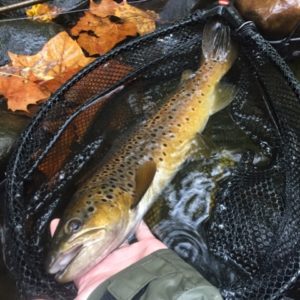 Farmington River Overview: Best Flies, Where to Eat and Stay, How