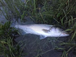 Night Fly Fishing for Stripers: Salt Ponds –