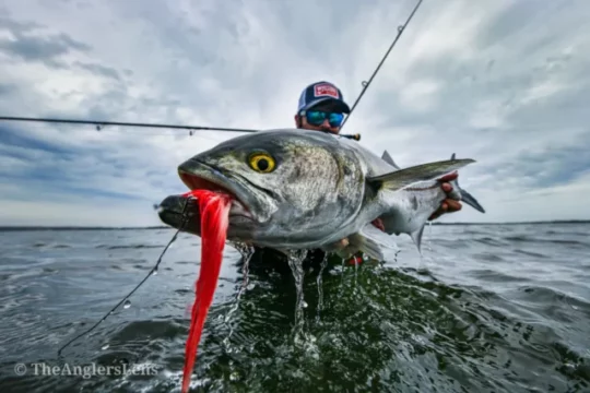 Bluefish on the Fly: Fighting Tooth and Nail –