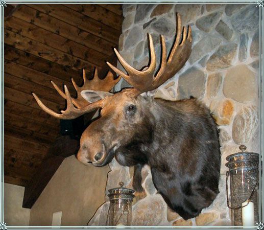 WOULD KILL FOR THIS! I am obsessed with moose heads! | Moose head decor, Moose head, Moose pictures