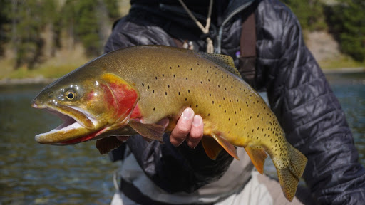 Yellowstone Cutthroat Trout | Eco Tour Adventures