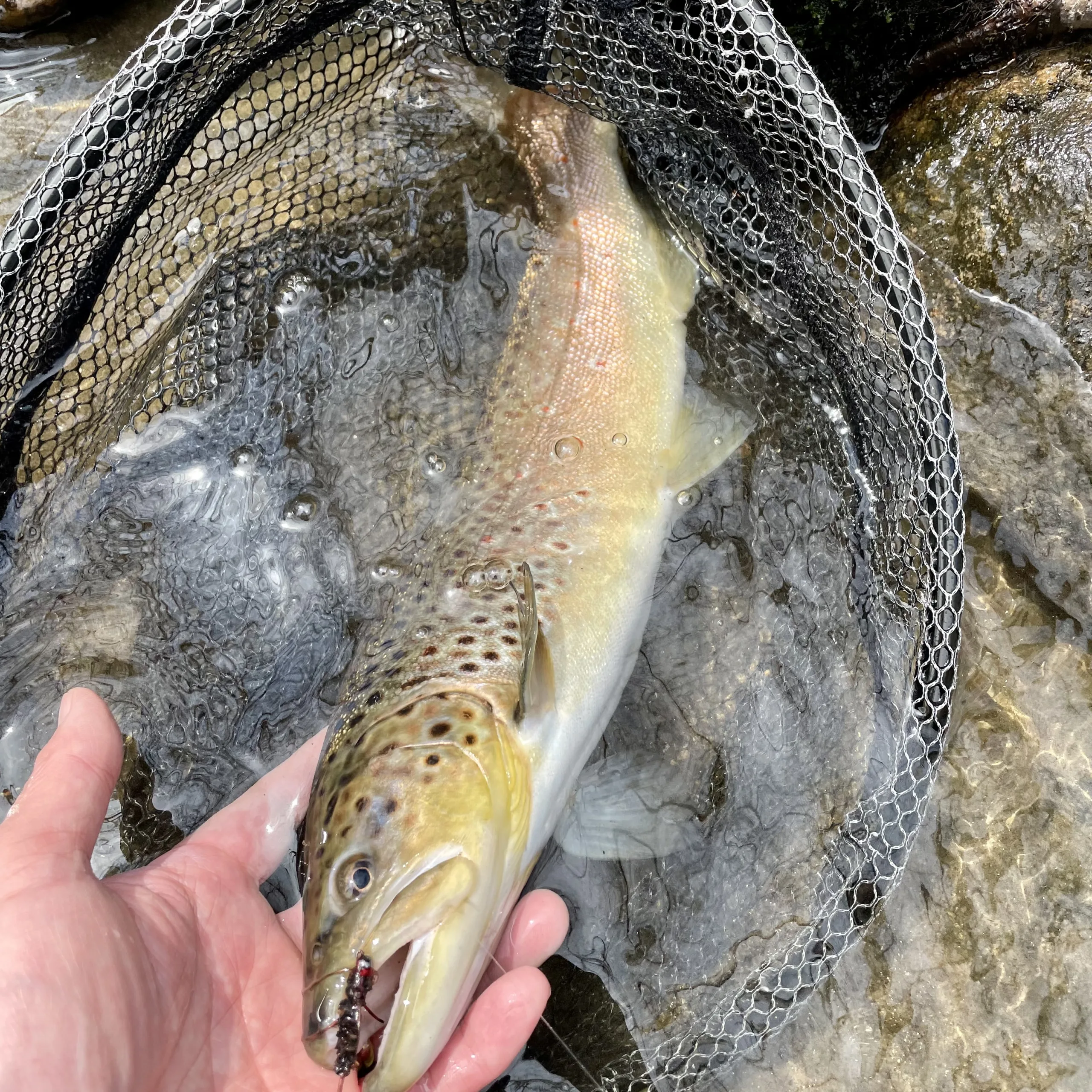 IMG_9970 – BlogFlyFish.com